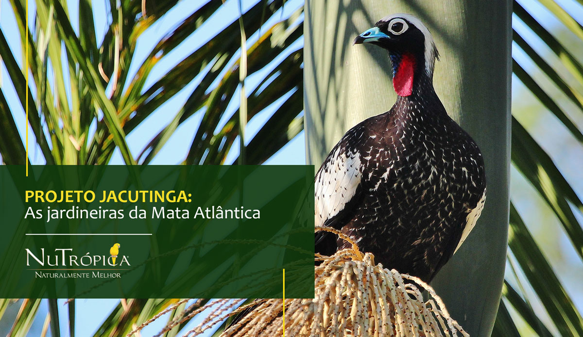 Conheça mais sobre o Projeto Jacutinga: As jardineiras da Mata Atlântica 