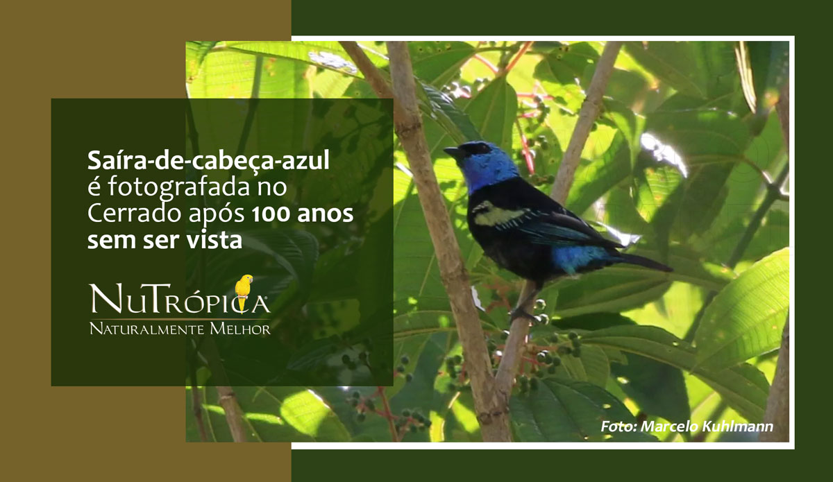 Saíra-de-cabeça-azul é fotografa no Cerrado após 100 anos sem ser vista