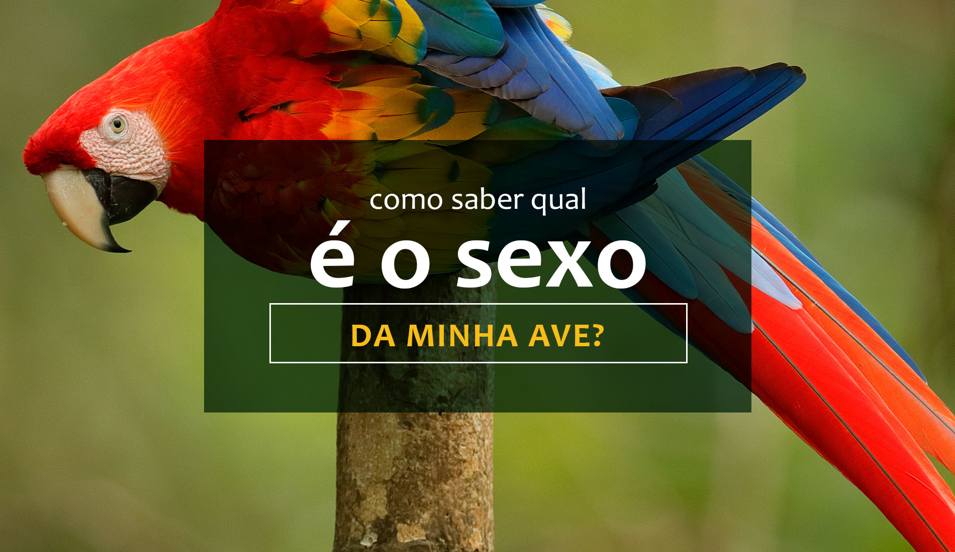 Veja aqui como saber qual é o sexo da sua ave?