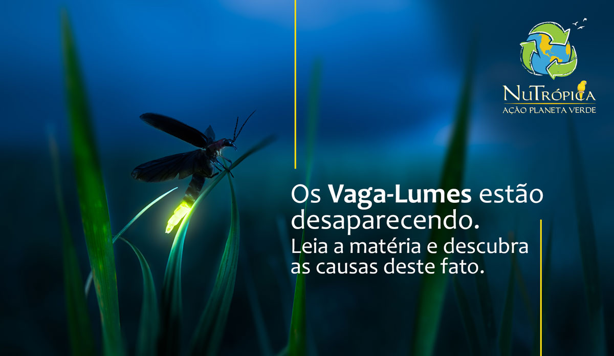 Os Vaga-Lumes estão desaparecendo. Descubra as causas deste fato.